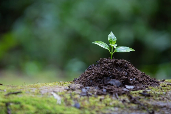 Why Your Organization Needs Biodiversity Management
